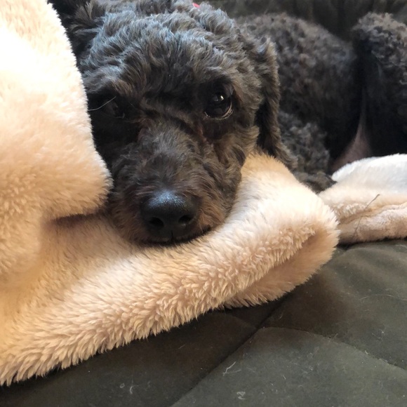 Meet your Posher, Beau - Picture 1 of 1